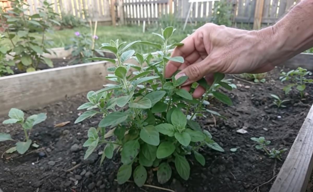 How This Common Garden Herb Alleviates Chronic Pain: Discover the Simple Relief Hidden Outdoors